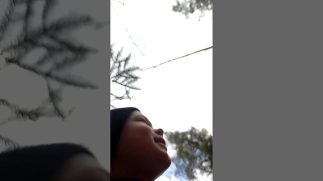 дерево упало