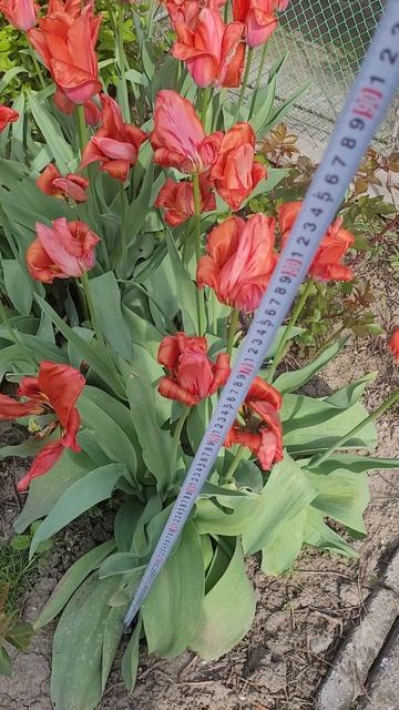 🌷 Красота в цифрах⚘️