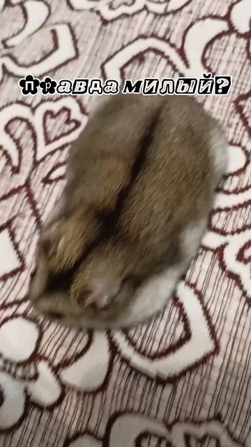 Мой хомяк  
Правда милашка???