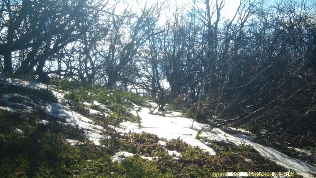 Кавказский лес.