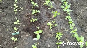 Высадила перец в теплицу.Пересадила комнатные томаты.Фарширую яйца