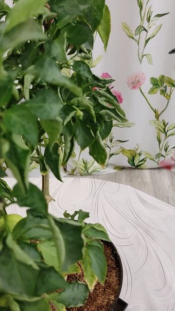 перец сладкий Семена Алтая Татарин чудо на окне