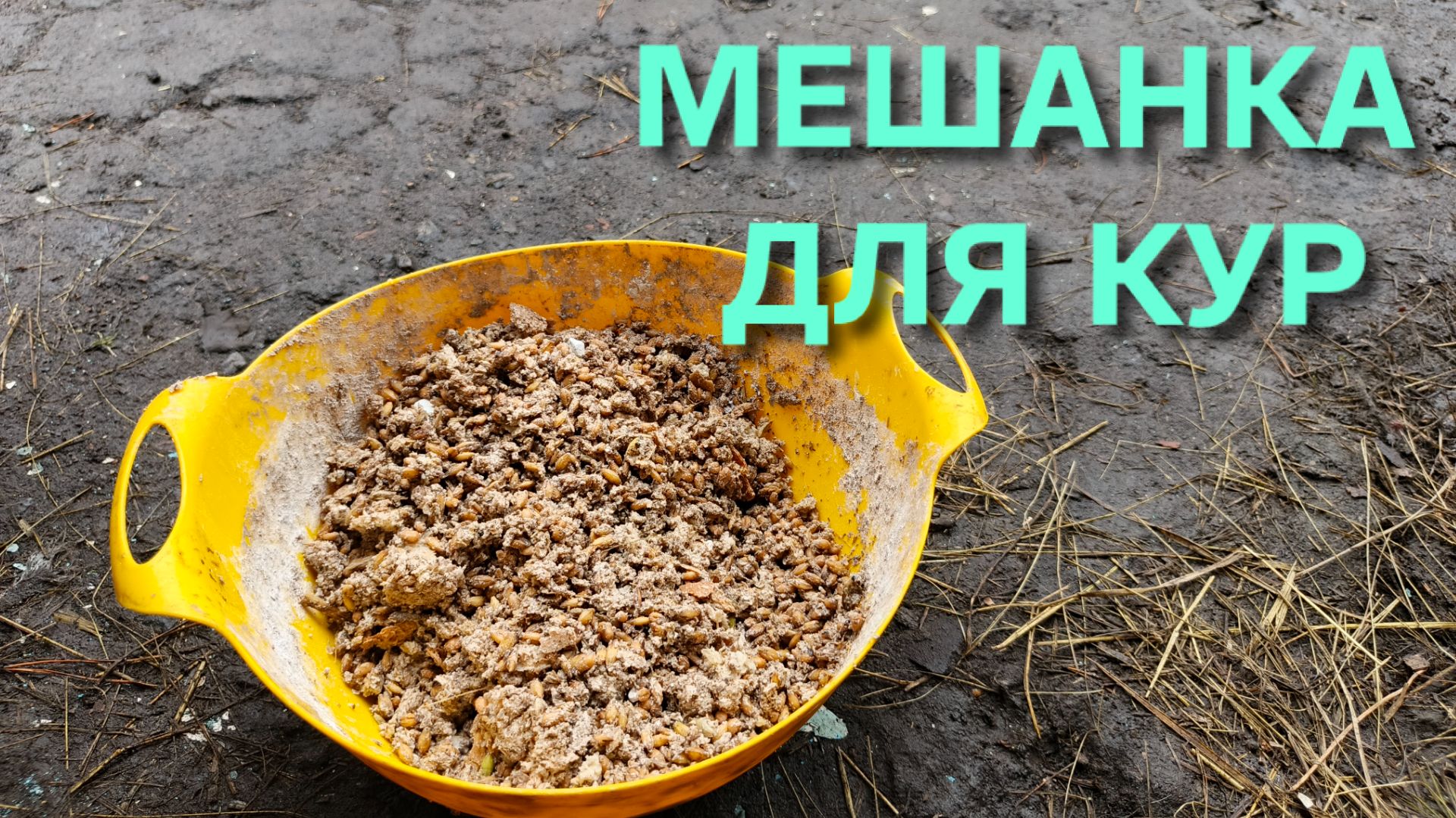 Мешанка с распаренной пшеницей для кур несушекТретий день эксперимента