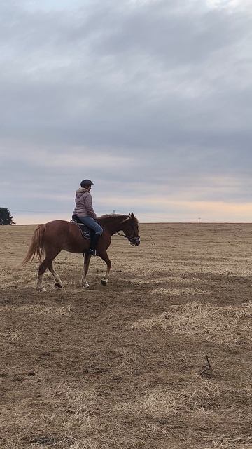 Анна и Каспер, строевая рысь в поле на закате.