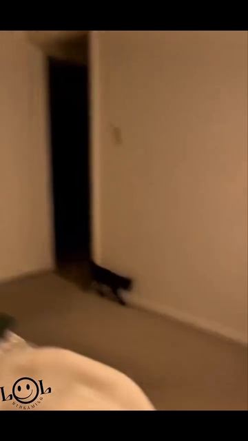 эти забавные животные