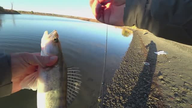 ЯВНЫЙ УТРЕННИЙ ЖОР СУДАКА_ БЕРЕГОВОЙ ДЖИГ ПО МЕСТНЫМ ТОЧКАМ