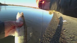 ЯВНЫЙ УТРЕННИЙ ЖОР _ БЕРЕГОВОЙ поплавок ПО МЕСТНЫМ ТОЧКАМ