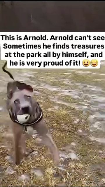 Что они там гавкают?