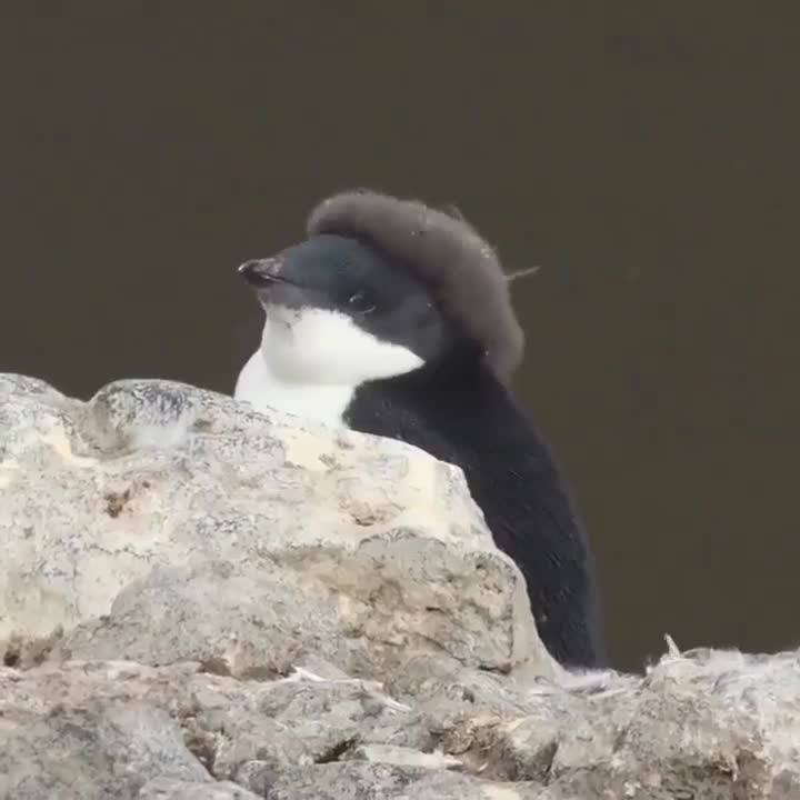 #животные #видео #Милые