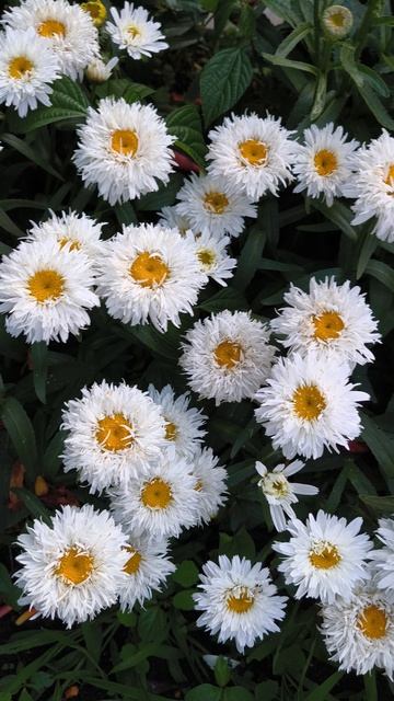 Нивяник СВИТ ДЕЙЗИ РЕБЕККА