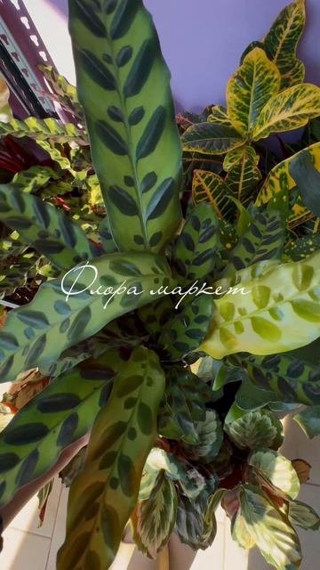 Растения с доставкой по РФ