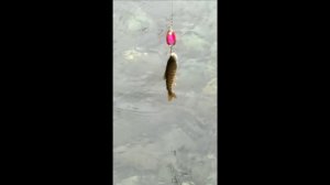 Рыбалка на камчатской реке Быстрая, часть 7