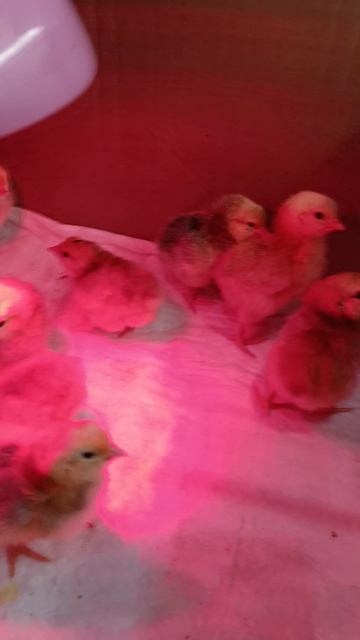 Куриная жизнь.