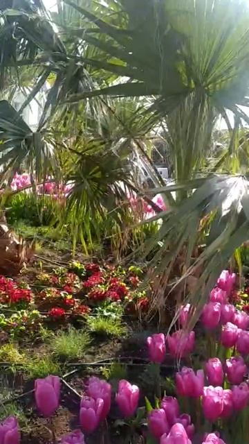 ПОНИМАЕШЬ, ВЕСНА !!!