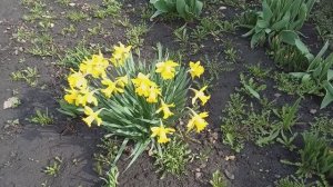 На пенсии в деревне. Первые цветы. Красота