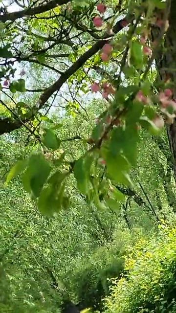 Красота природы