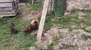 Царёк МИНИ #цена 70 тр #купить_щенка_чихуахуа_продаю +79215950848 Цукатик нашел НОВЫЙ дом