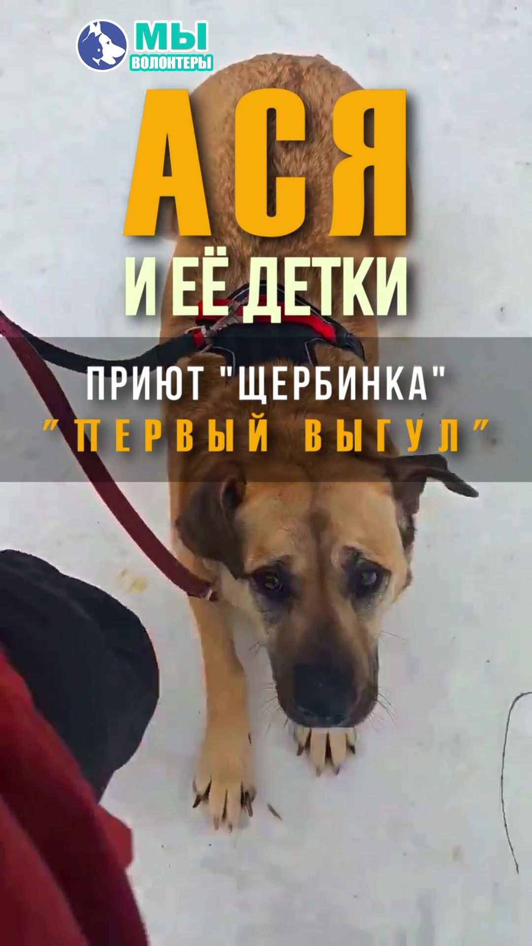 🐕💛 Мама АСЯ (3г.) и её детки Чери и Лис (1г.) в приюте Щербинка. Мечтают о ДОМЕ!