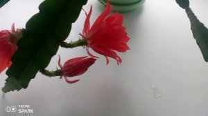 Цветет декабрист или тёщин язык?