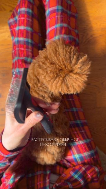 Нашла колтун 😭