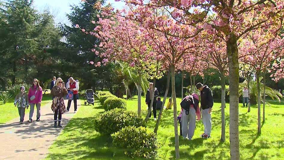 Черешневый сад в центре Сочи расцвел к своему 15-летию