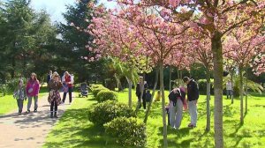 Черешневый сад в центре Сочи расцвел к своему 15-летию