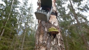 Фотокормушка для птиц февраль-март. Suntek BC-303w.