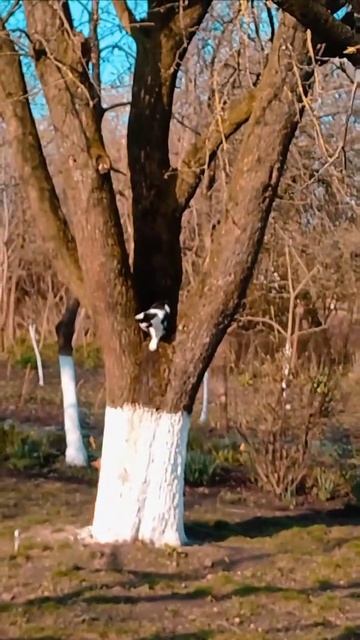 рисковая белочка