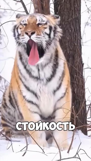 эти забавные животные