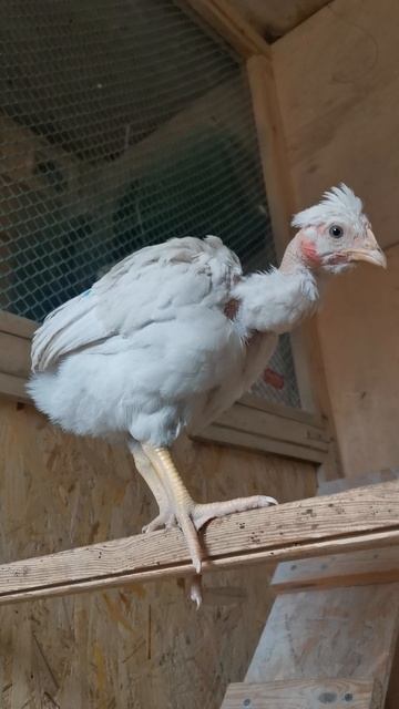 Ну до чего же красивая курочка #курица #курятник