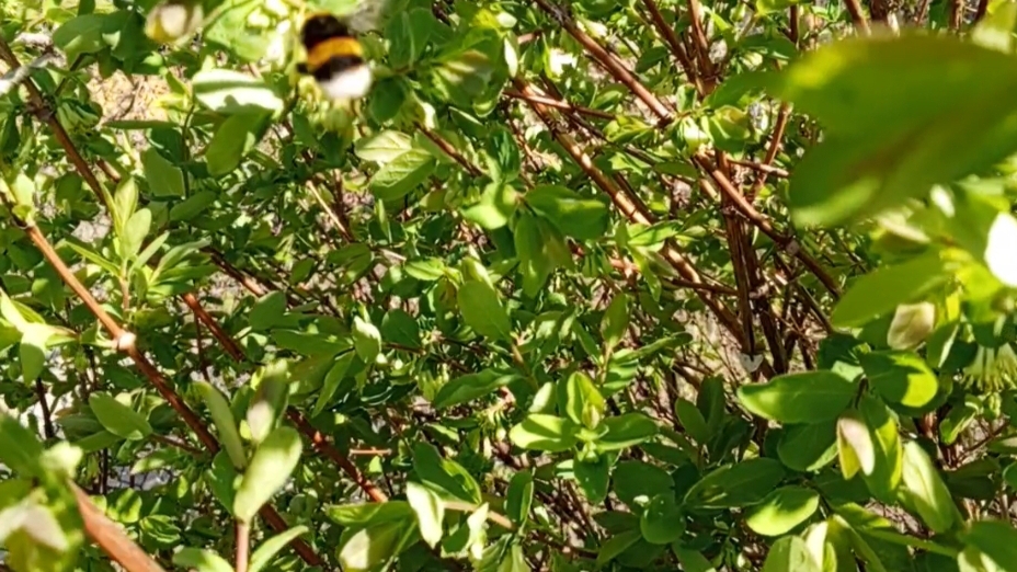 Пересаживаю клубнику// пашем огород/ и просто хороший денек