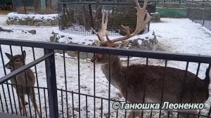 Парк львов, Тайган