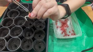 17 апреля. Посадила КУКУРУЗУ и ОГУРЦЫ на РАССАДУ. Подсыпаю помидоры