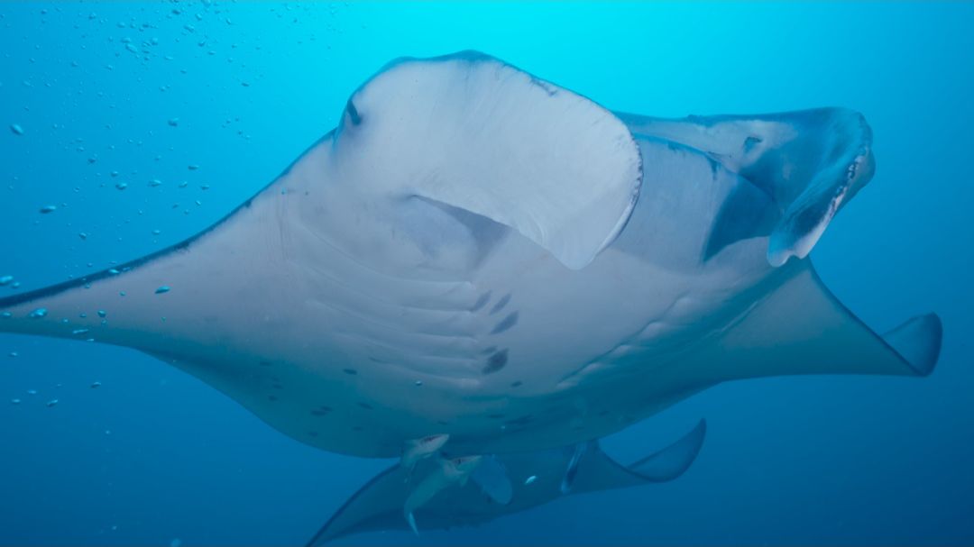 Maldives 2025 November