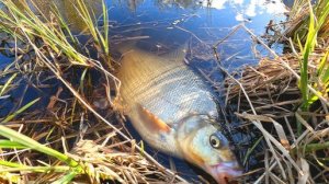 Это Лещовая яма! Рыбалка на поплавок. Ловля леща на поплавочную удочку.