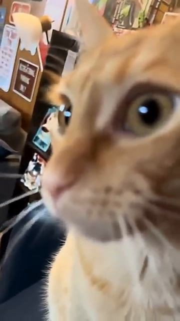 Смешные говорящие коты