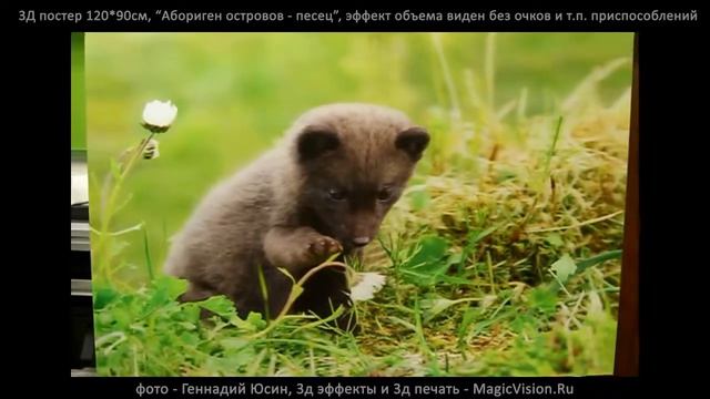 3Д постер Абориген островов - песец фото Геннадий Юсин 3д_печать MagicVision_Ru