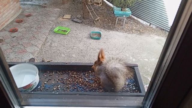 бывают дружными белки