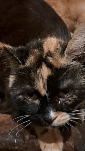 Отдыхаем как умеем.А за окном весенний дождик шумит.🐈⬛🐈🐈⬛
