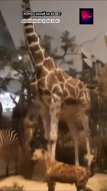 Москва. Дарвиновский музей. Жизнь вовремя СВО. Декабрь 2025.