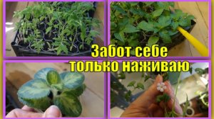 Уход за рассадой. Раньше росло всё лучше, чем сейчас. Чего ей не хватает?