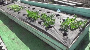 Высадила первых Томатных Гномов на улицу 12 апреля 2025. Какие сорта выбрала для первой посадки