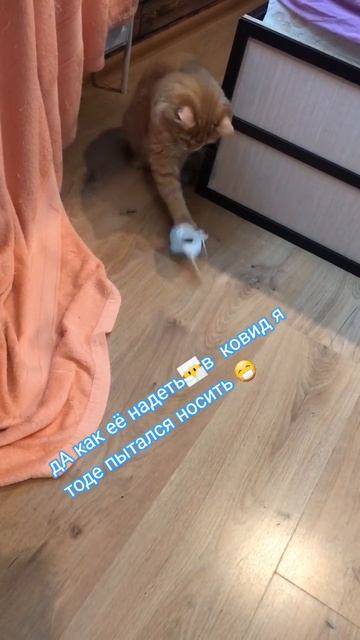 а ещё мне делали прививку 💉#рыжийкот#