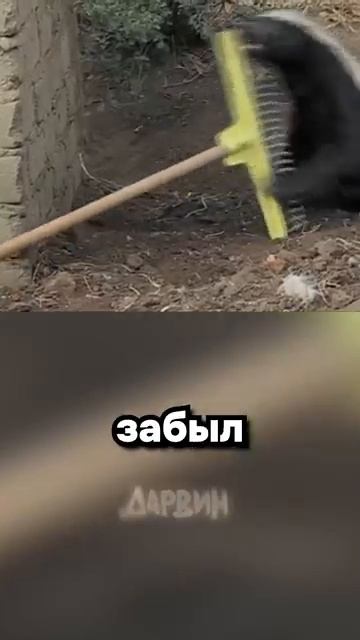 Поймай меня если сможешьмедоелюд бежит