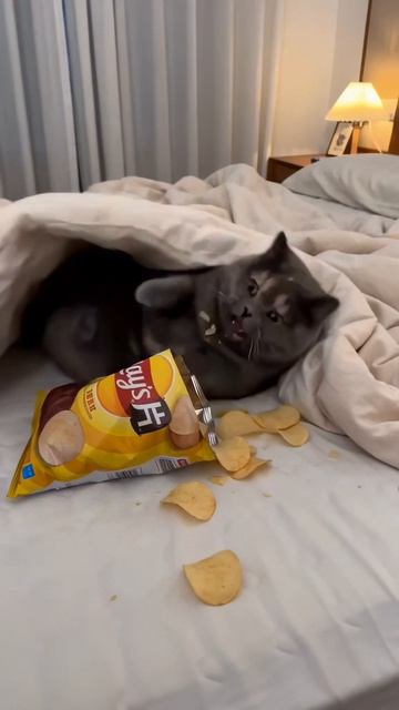 Кот устал и ест чипсы