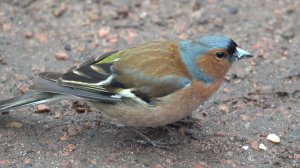 Белки и птицы. Зарисовка