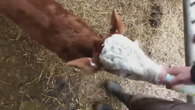 Весна на ферме Кормлю телят и наслаждаюсь тишиной Работа