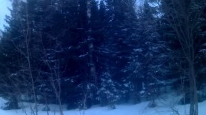 ❄️СИБИРЬ ЛЕС❄️