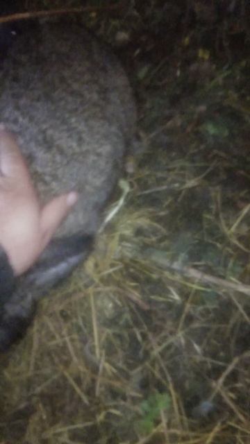 Как выглядит Крольчёнок на четвёртый день