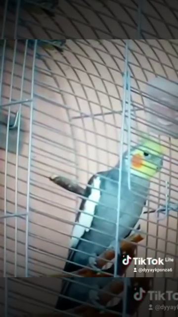 95c21e39-ef5c-4755-af46-c3d27fece122-watermark.mp4 480p.mp4